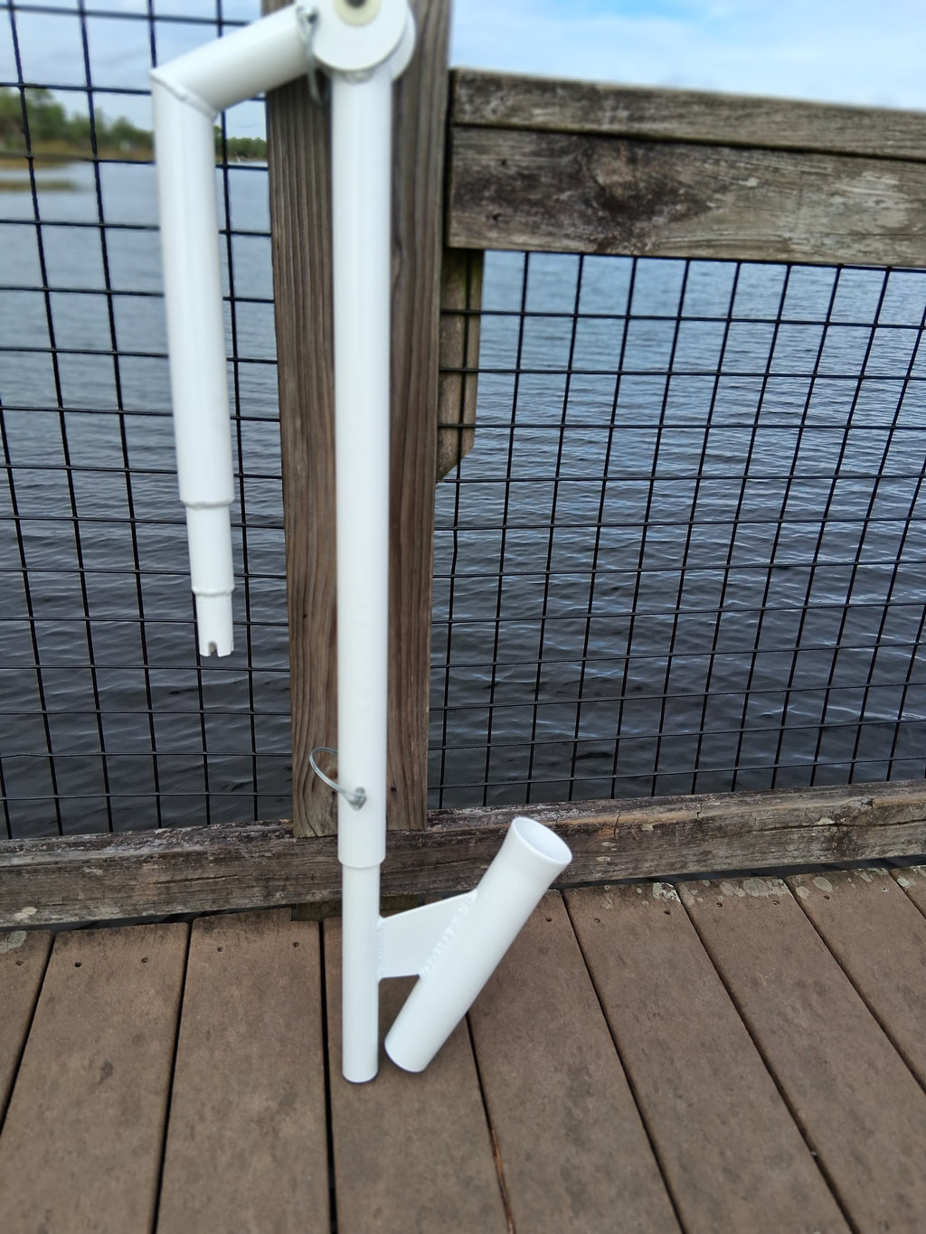 The Dropback Catch - Beluga Whale White